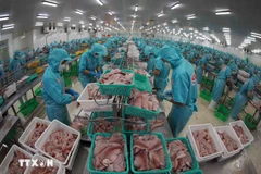 Elaboración de pescado Tra (pangasius) para la exportación. (VNA)