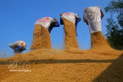 El grano de arroz, como producto final, queda listo para su venta. (Foto: VNA)
