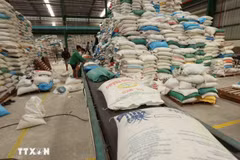 En un contexto mundial marcado por presiones económicas y riesgos crecientes, Vietnam continúa consolidándose como uno de los puntos más brillantes de Asia. (Foto: VNA)