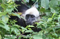 El Langur de Cat Ba (Trachypithecus poliocephalus) es una especie de primate muy rara que solo habita en los bosques húmedos tropicales de la isla de Cat Ba. (Foto: VNA)