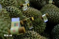 Calificación de durián antes de la exportación a China. (Foto: VNA)