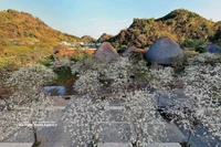 En el recinto del restaurante Suoi Hen Vuon Dao, las flores de ban muestran una blancura inmaculada, creando un escenario romántico y poético. Foto: VNA
