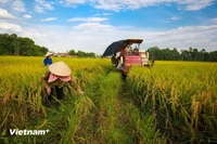 BAD y BIDV impulsan la agricultura sostenible en Vietnam con financiamiento de 250 millones de dólares. (Foto: VNA)