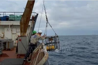 Actividades de muestreo de sedimentos en la plataforma continental de Vietnam por el equipo de investigación (Foto: VNA)