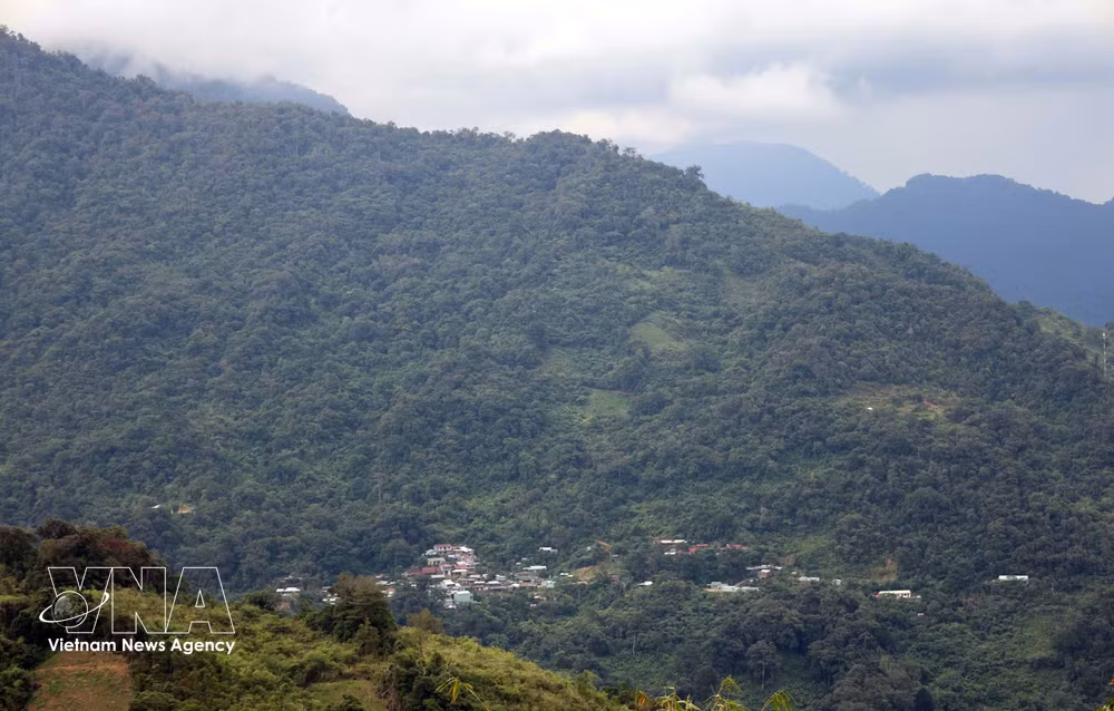 vnanet-02-da-nang-manh-dat-nuoi-duong-loai-sam-tot-nhat-the-gioi.jpg