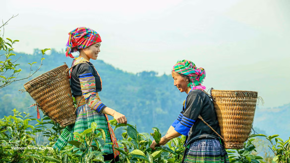 El té Shan Tuyet: de tradición local a marca nacional de Vietnam