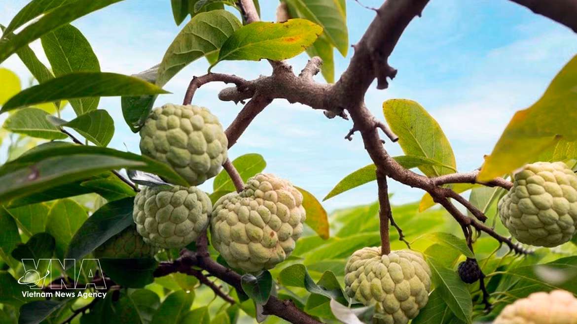 Temporada de cosecha de anones de Bo Ly en el norte de Vietnam 