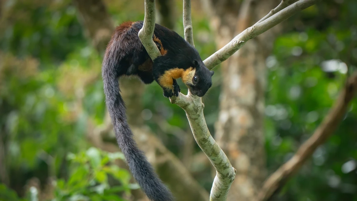 Parque Nacional Con Dao obtiene certificación de la Lista Verde
