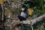 Preservan la población de langures de douc con patas negras en montaña Ba Den 