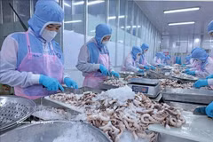 Procesamiento de pulpo para su exportación al mercado japonés en la empresa Huy Nam, provincia de An Giang. (Foto: VNA)