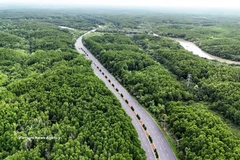 Bosque de manglares de Can Gio. (Foto: VNA)