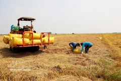 Cosecha del arroz de invierno-primavera en An Giang. (Foto: VNA)