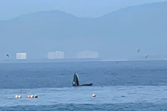 Ballena avistada en Nha Trang. (Fuente: VNA)