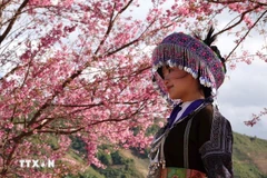 Flores “To day” pintan de rosa el montañoso distrito de Mu Cang Chai