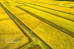 Vista aérea de un arrozal en la comuna de Vinh My, provincia de Ca Mau. (Foto: VNA)
