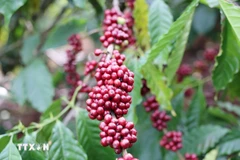 Exportaciones de café de Vietnam alcanzan 5,45 mil millones de dólares