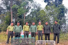 Liberan una bandada de aves a su hábitat natural. (Foto: VNA)