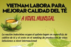 Vietnam labora para mejorar calidad del té a nivel mundial