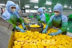 Procesamiento de productos de mango para exportación en la fábrica de frutas y verduras de An Giang, en la provincia de Lam Dong. (Fuente: VNA)