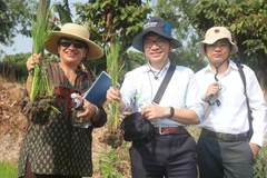 Shobha Shetty, directora global de Alimentación y Agricultura del Banco Mundial, inspecciona el arroz sembrado según el modelo del cultivo de arroz de bajas emisiones. (Fuente: VNA)