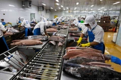 Procesamiento de atún para exportación a Japón, EE. UU. y Europa en la empresa BIDIFISCO. (Fuente: VNA)