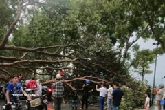Localidades de la provincia de Lao Cai sufrieron una fuerte tormenta que provocó la caída de numerosos árboles y el derrumbe de los tejados de cientos de casas. (Foto: VNA)