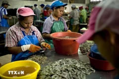 Trabajadores migrantes en una fábrica de procesamiento de camarones en Mahachai, en las afueras de Bangkok, Tailandia. (Foto: AFP/VNA)