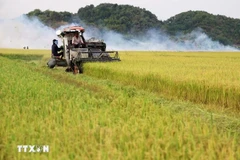 Actualidad semanal: Vietnam es uno de los países líderes en autosuficiencia alimentaria a nivel mundial