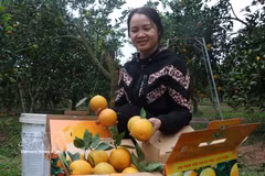 Clasificación y empaquetado de naranjas antes de su distribución. (Foto: VNA)