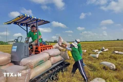 Agricultores del distrito de Thoai Son (provincia de An Giang) cosechan arroz. (Fuente: VNA)