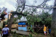 Un árbol derribado por el tifón Bualoi en la provincia de Masbate, Filipinas, el 26 de septiembre de 2025. (Foto: Xinhua/VNA)