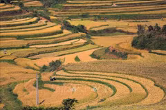Campos de arroz maduro, como escalones dorados, enMien Doi, provincia de Phu Tho. (Foto: VNA)