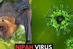El virus Nipah, clasificado como enfermedad de alto riesgo, tiene una tasa de mortalidad alarmante que varía entre el 40% y el 75%. Actualmente no existen tratamientos específicos ni vacunas disponibles. (Fuente: moh.gov.vn)