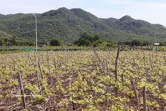 Las localidades del sur de la provincia de Khanh Hoa están ampliando sus zonas de cultivo de uva a gran escala. (Foto: VNA)