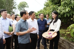 El Ministro de Agricultura y Medio Ambiente, Do Duc Duy, el presidente del Comité Popular Provincial, Nguyen Viet Oanh, y los delegados visitaron el modelo de producción de exportación de lichi en la comuna de Phuc Hoa, distrito de Tan Yen. (Foto: ITN)