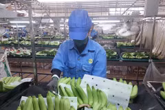 La facturación de las exportaciones de frutas supera los cinco mil millones de dólares. (Foto: VNA)