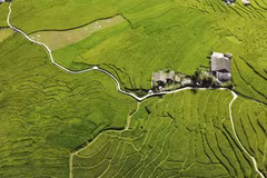 Lao Cai: Temporada de arroz verde de Ta Van atrae visitantes 