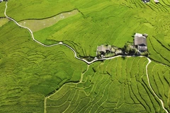 Lao Cai: Temporada de arroz verde de Ta Van atrae visitantes 