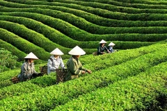 Foto de ilustración. (Fuente: VNA)