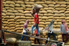 Trabajadores transportan arroz en un almacén en Jalandhar, India. (Fuente: ANI/VNA)