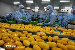 Procesamiento de productos de mango para exportación en una fábrica de la compañía B'LaoFood en la ciudad de Bao Loc, provincia de Lam Dong. (Foto: VNA)