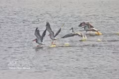 Pelícanos picopunteados (Pelecanus philippensis), una especie de ave rara y en peligro de extinción, se encuentran en el Parque Nacional Tram Chim. (Fuente: VNA)
