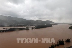 Un total de cuatro mil 871 hectáreas de arroz y cultivos resultaron dañadas por las lluvias e inundaciones en localidades del centro de Vietnam. (Fuente: VNA)