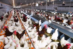 Modelo moderno de cría de pollos en circuito cerrado. (Foto: VNA)