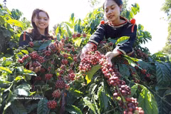 El café es uno de los productos de exportación clave con alto crecimiento. (Foto : VNA)