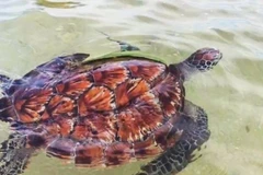 Liberan a tortuga marina rara de la especie Chelonia mydas. (Fuente: https://baolamdong.vn/)