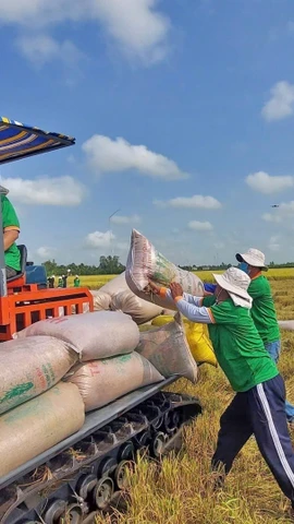 Arroz verde y de baja emisión: La travesía hacia la ecologización del sector arrocero de Vietnam