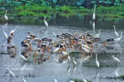 Bandadas de garzas blancas y cigüeñas de cuello lanudo (especie rara incluida en el Libro Rojo de Vietnam) buscan alimento en los humedales del Parque Nacional Tram Chim. (Foto: VNA)