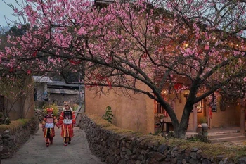 Flores de cerezos en Lung Cu, provincia de Tuyen Quang. (Fuente: VNA)