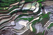 Son La: Los arrozales en terrazas de Muong La durante la temporada de vertido de agua